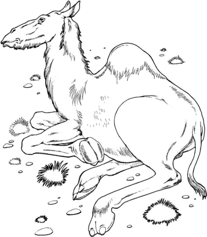 Dromedary Camel Having A Rest Coloring Page